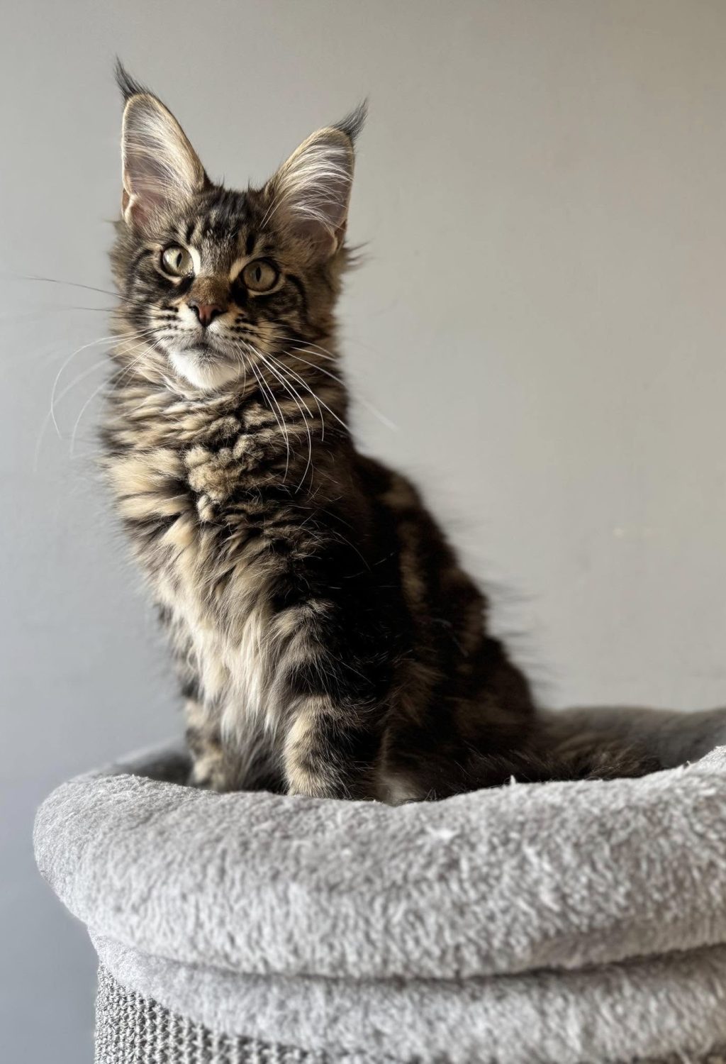 487141729_1798908637335854_4510245633577243187_n