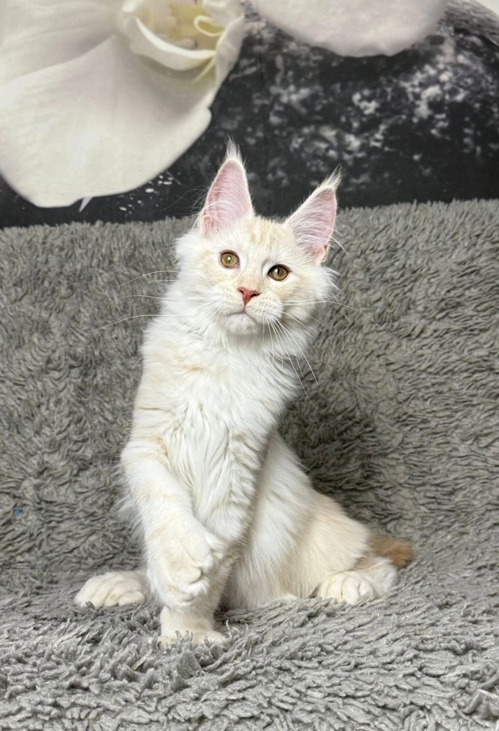 WhatsApp Image 2026-03-02 at 02.27.19